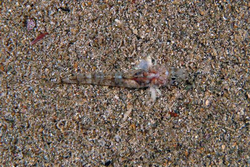 Buenia affinis e juvenile Gobius geniporus